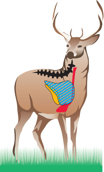 Graphic of buck with organs illustrated