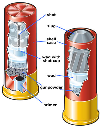 Cutaway view of shotshells