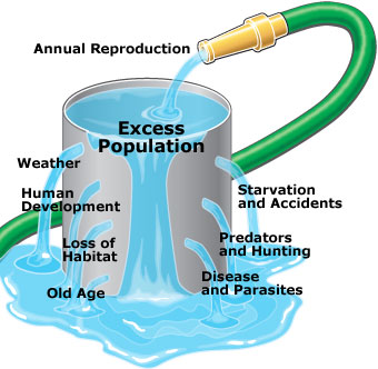 Graphic showing factors that determine carrying capacity