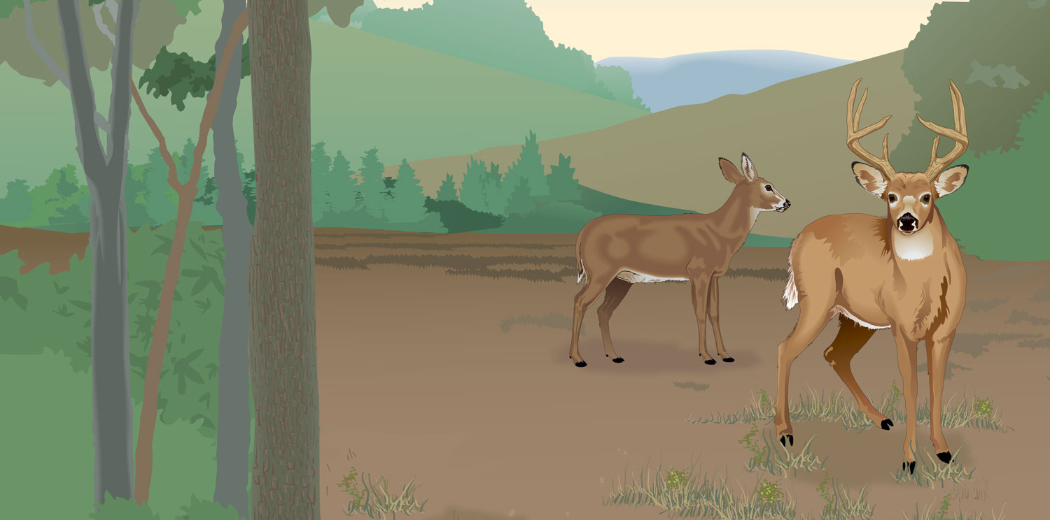 A buck and a doe in a field