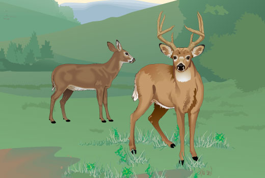 Buck and doe