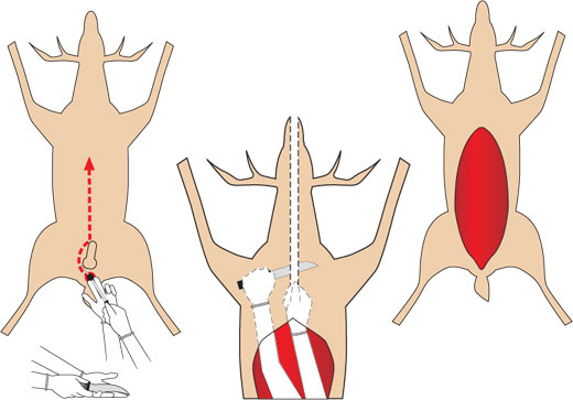 Field dressing large game diagram