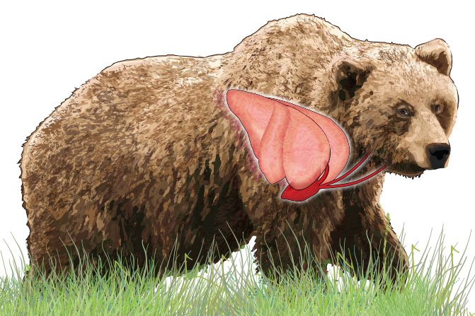 Graphic of brown bear with lungs and heart location shown