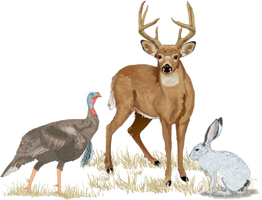 A turkey, a deer, and a rabbit