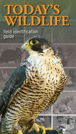 Cover of Today's Wildlife Guide