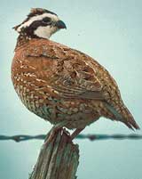 Bobwhite Quail