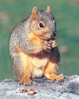 Fox squirrel