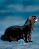 American mink