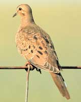 Mourning dove