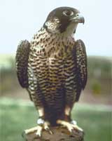 Peregrine falcon