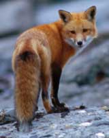 Red fox