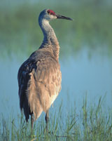 Sandhill crane