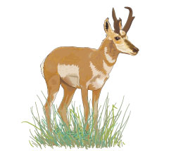 Pronghorn antelope