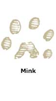 Mink tracks